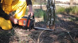 How Our Tree Care Process Works  in Lauderdale Lakes, WI